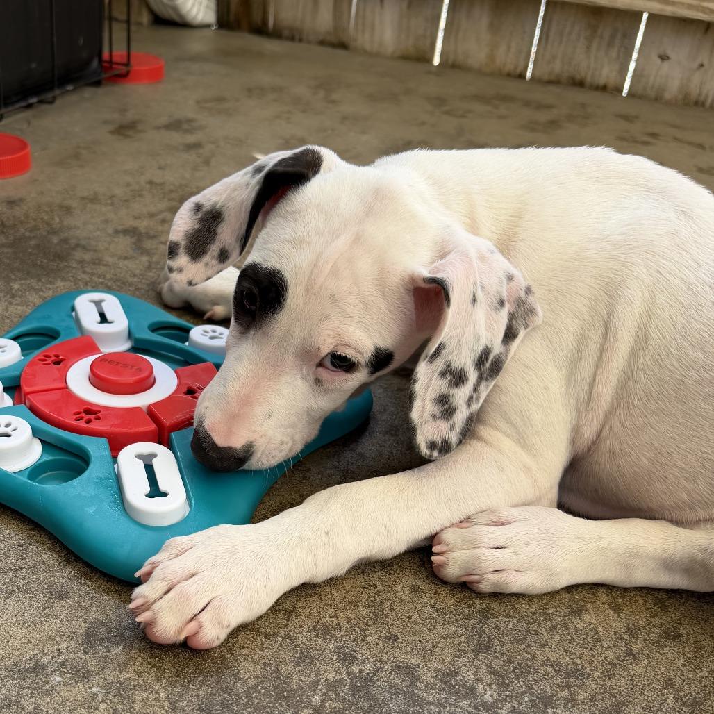 Enlarge Charlie, a Adoptable mixed breed in Freeport, FL image 6/6
