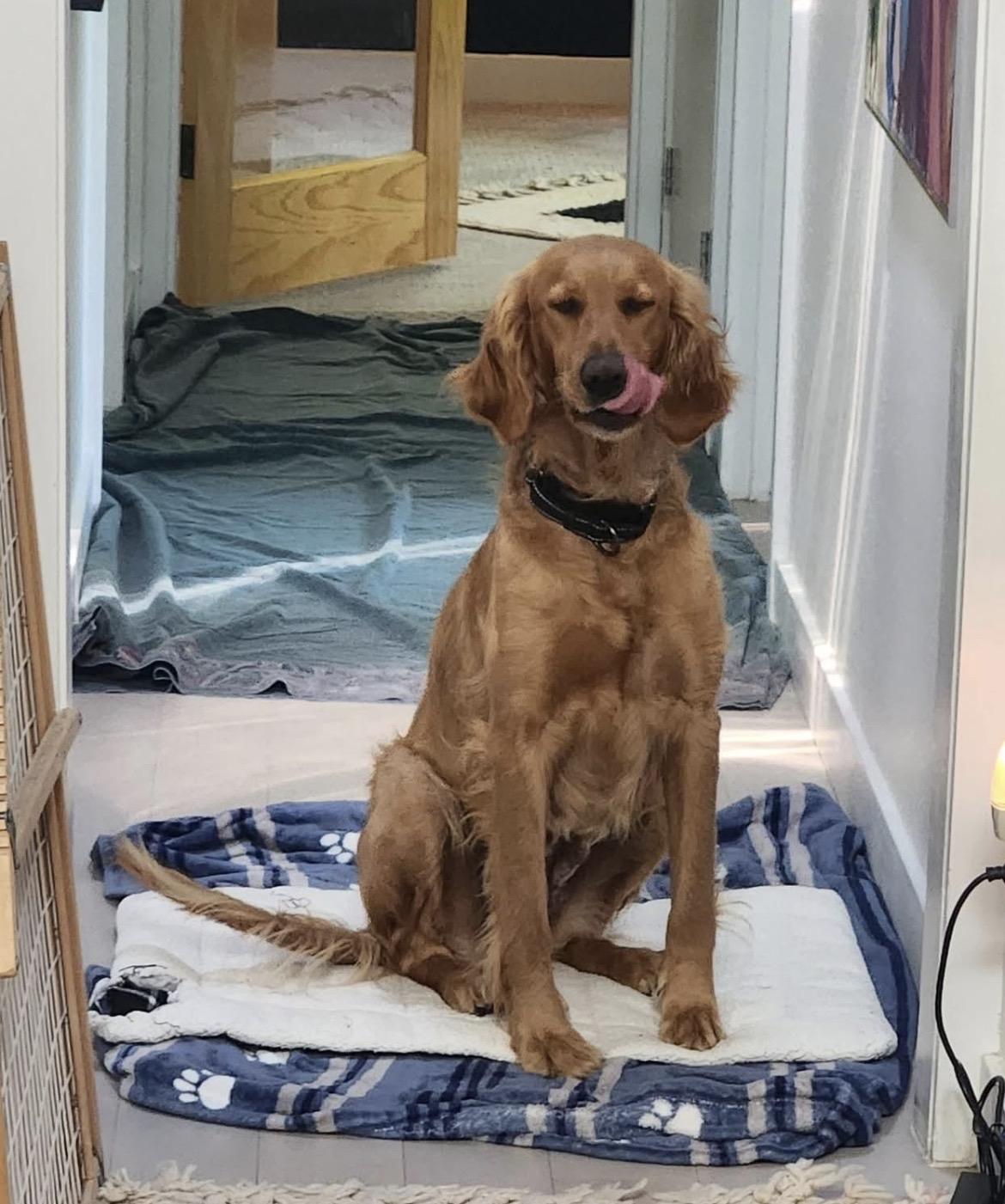 Enlarge Terrific Tara, a ADOPTABLE Golden Retriever in Alexandria, VA image 4/4