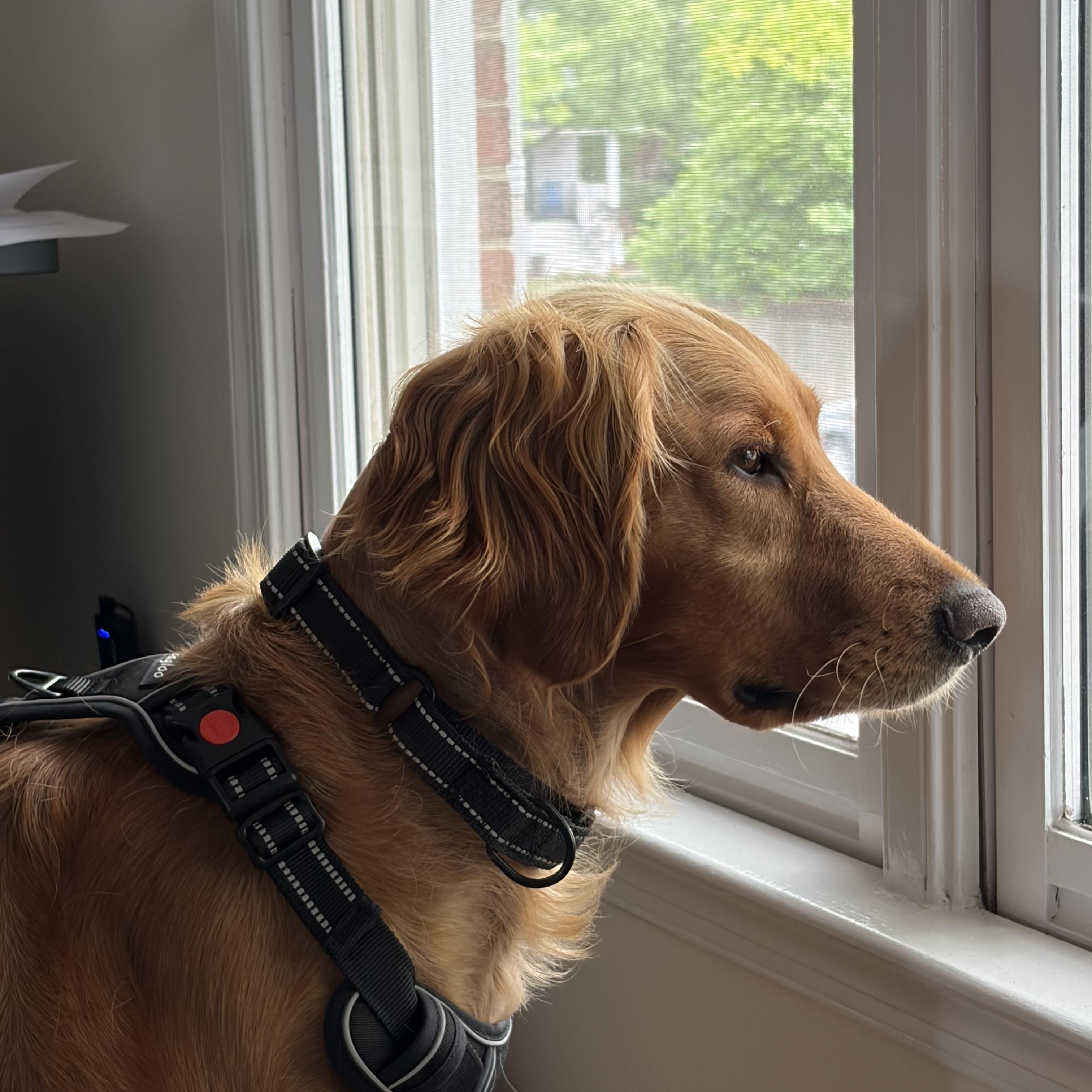 Enlarge Terrific Tara, a ADOPTABLE Golden Retriever in Alexandria, VA image 2/4