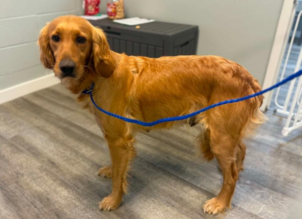 Enlarge Terrific Tara, a ADOPTABLE Golden Retriever in Alexandria, VA image 1/4