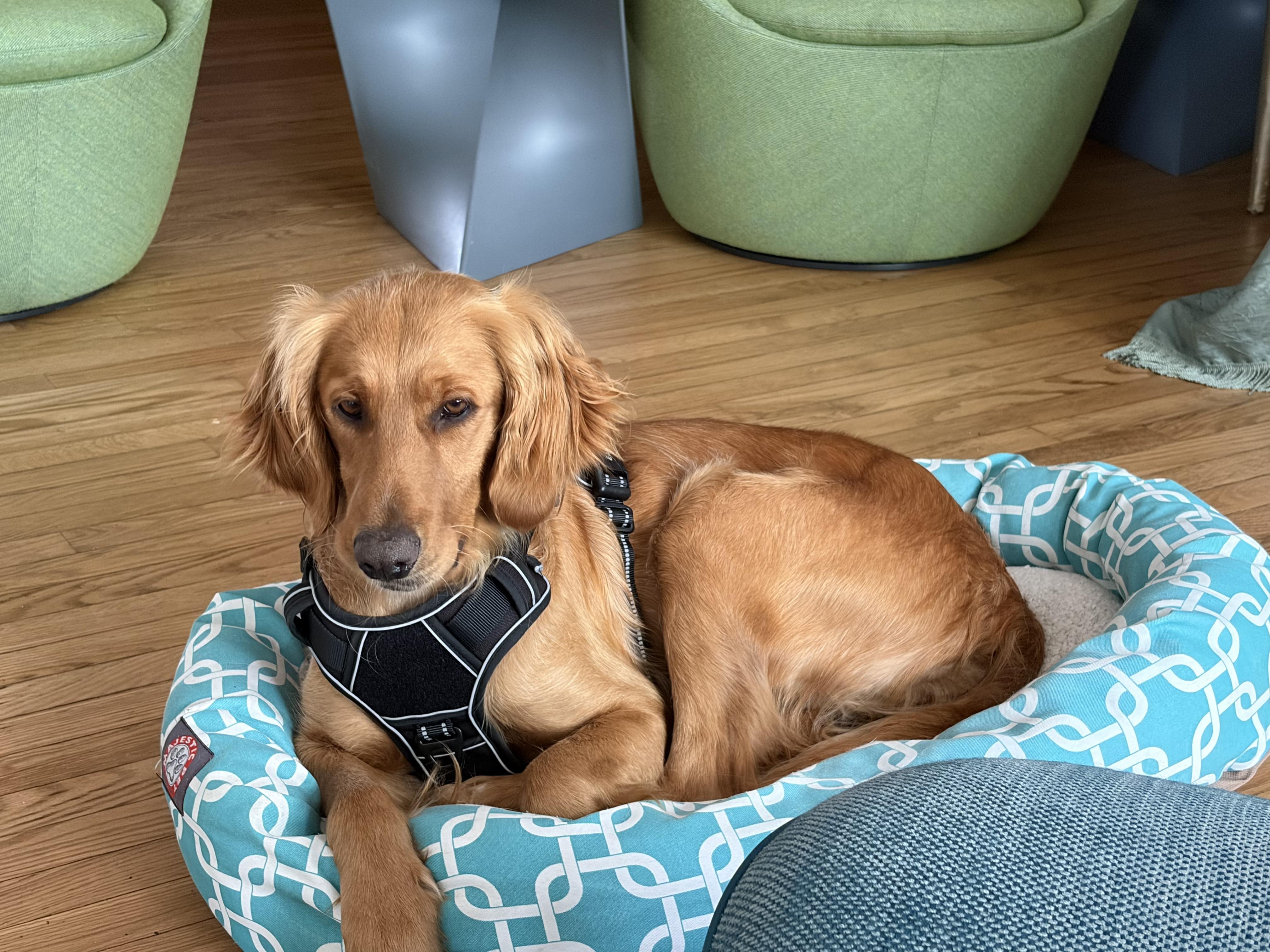 Enlarge Terrific Tara, a ADOPTABLE Golden Retriever in Alexandria, VA image 3/4