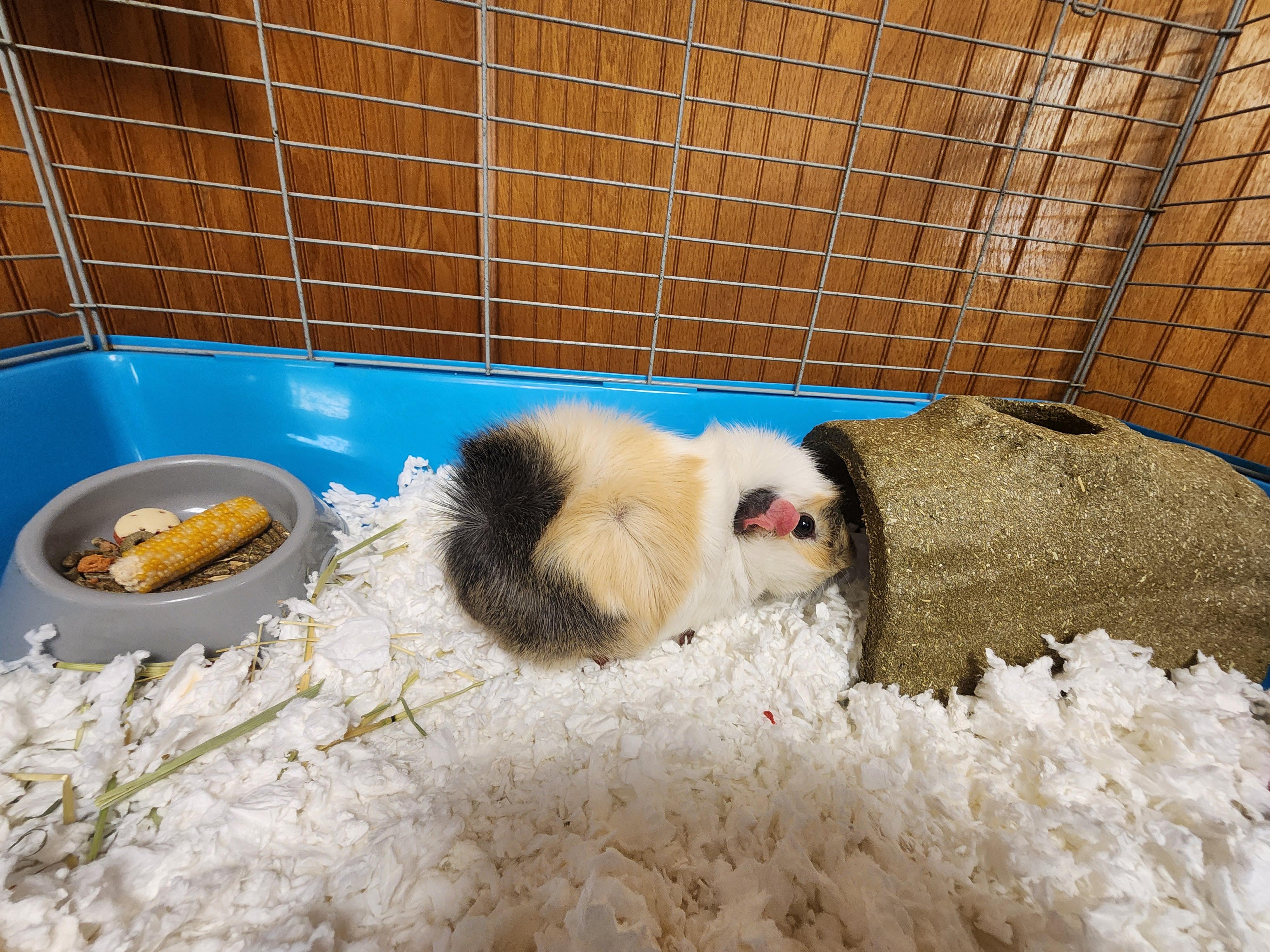 Enlarge Carrot, a ADOPTABLE Guinea Pig in Tulsa, OK image 2/2