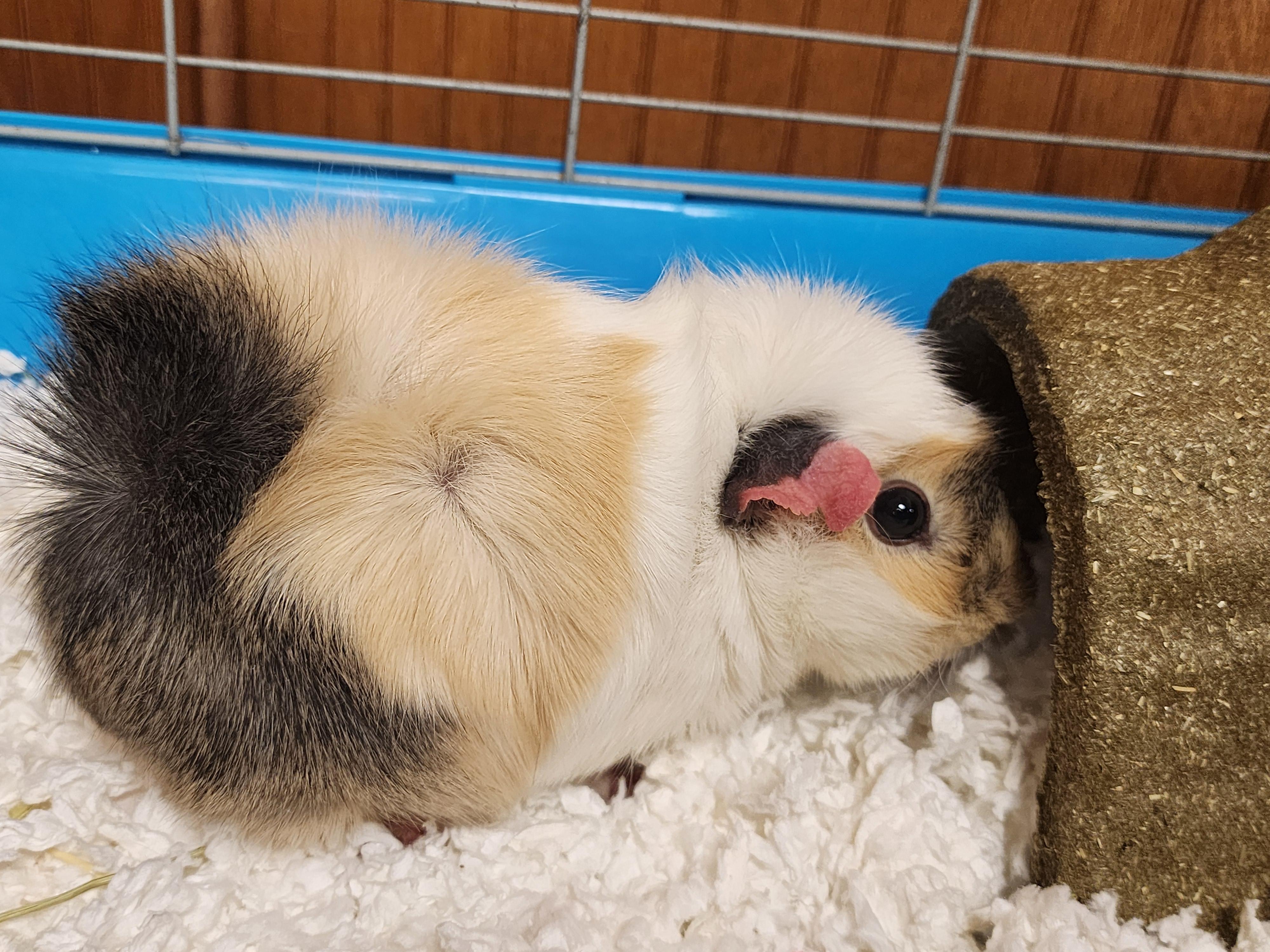 Carrot, ADOPTABLE, Young Female Guinea Pig.