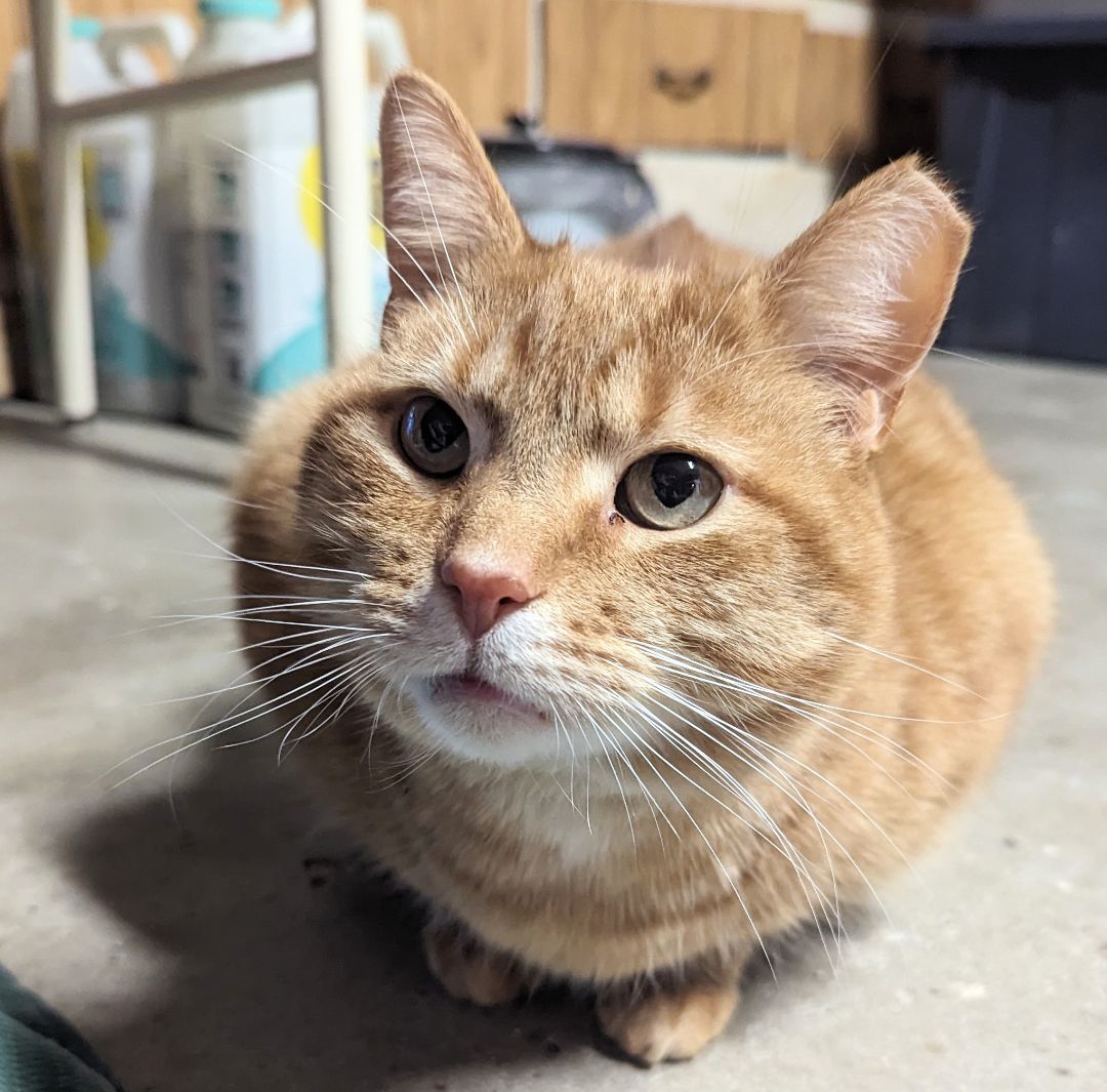 Conan , a Adoptable Domestic Short Hair in Fairborn, OH image 1/4