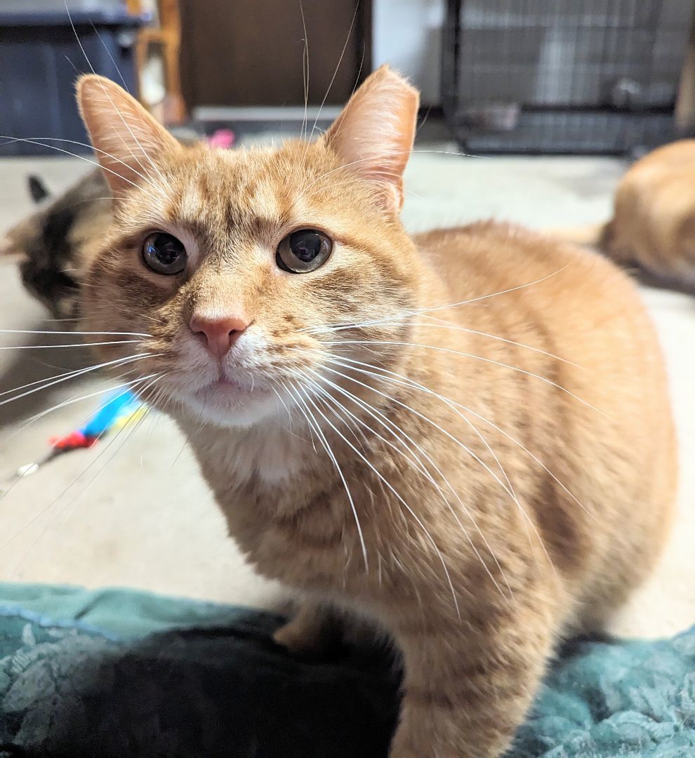 Conan , a Adoptable Domestic Short Hair in Fairborn, OH image 2/4