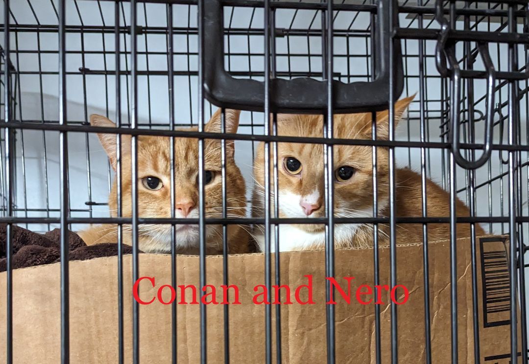 Conan , a Adoptable Domestic Short Hair in Fairborn, OH image 3/4