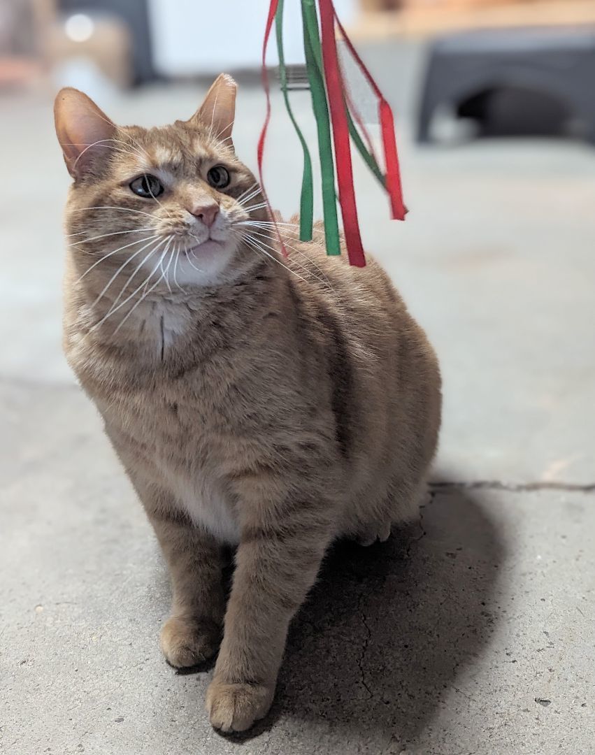 Conan , a Adoptable Domestic Short Hair in Fairborn, OH image 4/4