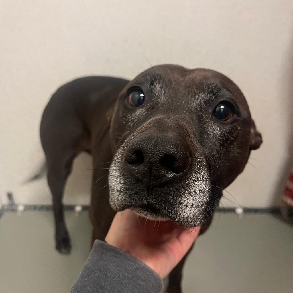 Finn, Adoptable, Senior Male Pit Bull Terrier & Mixed Breed.