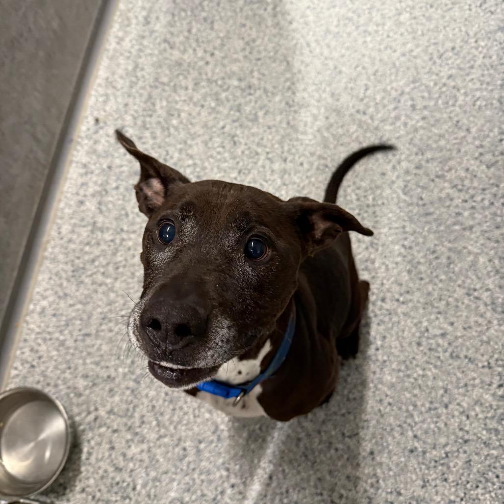 Enlarge Finn, a Adoptable mixed breed in Milford, IA image 1/6