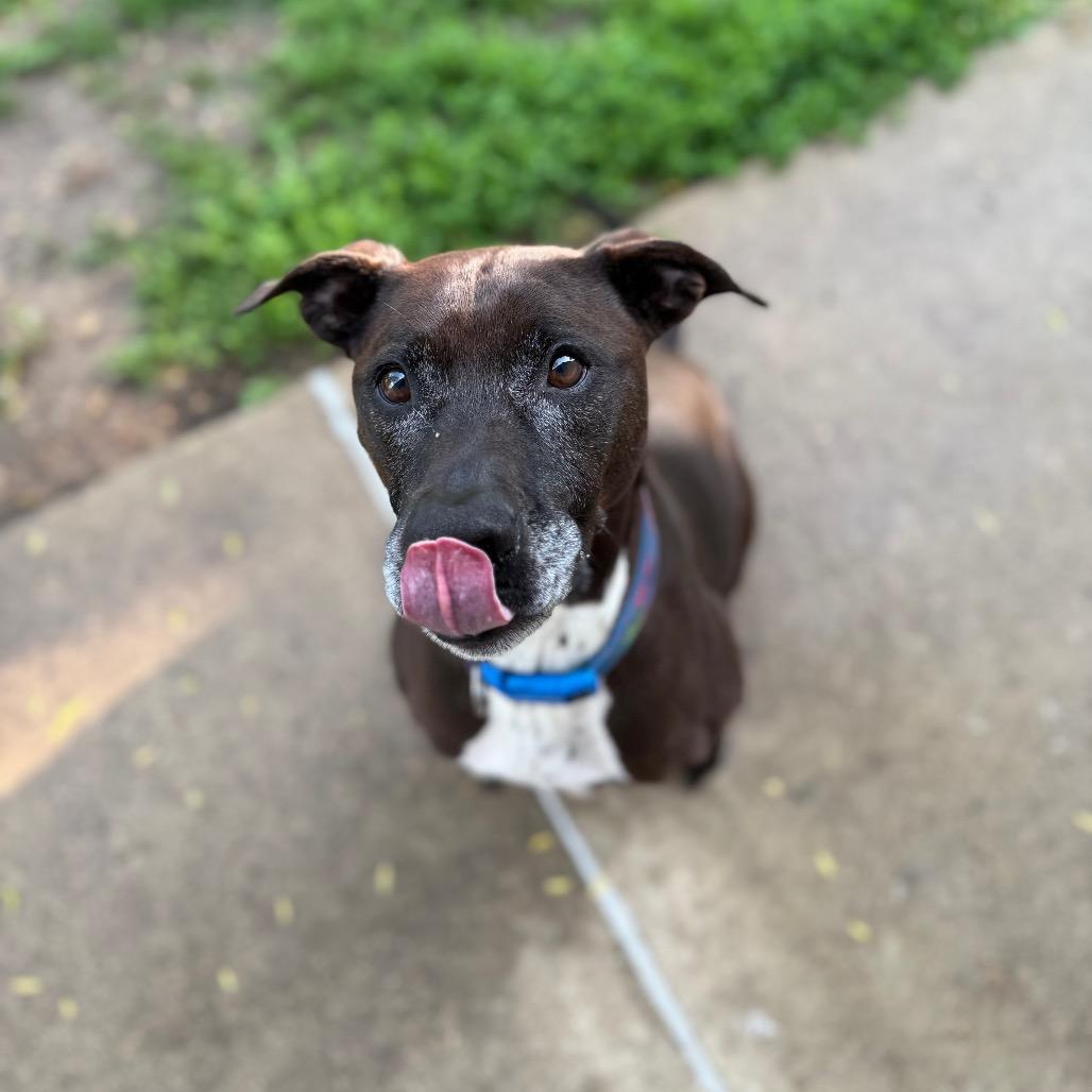 Enlarge Finn, a Adoptable mixed breed in Milford, IA image 2/6