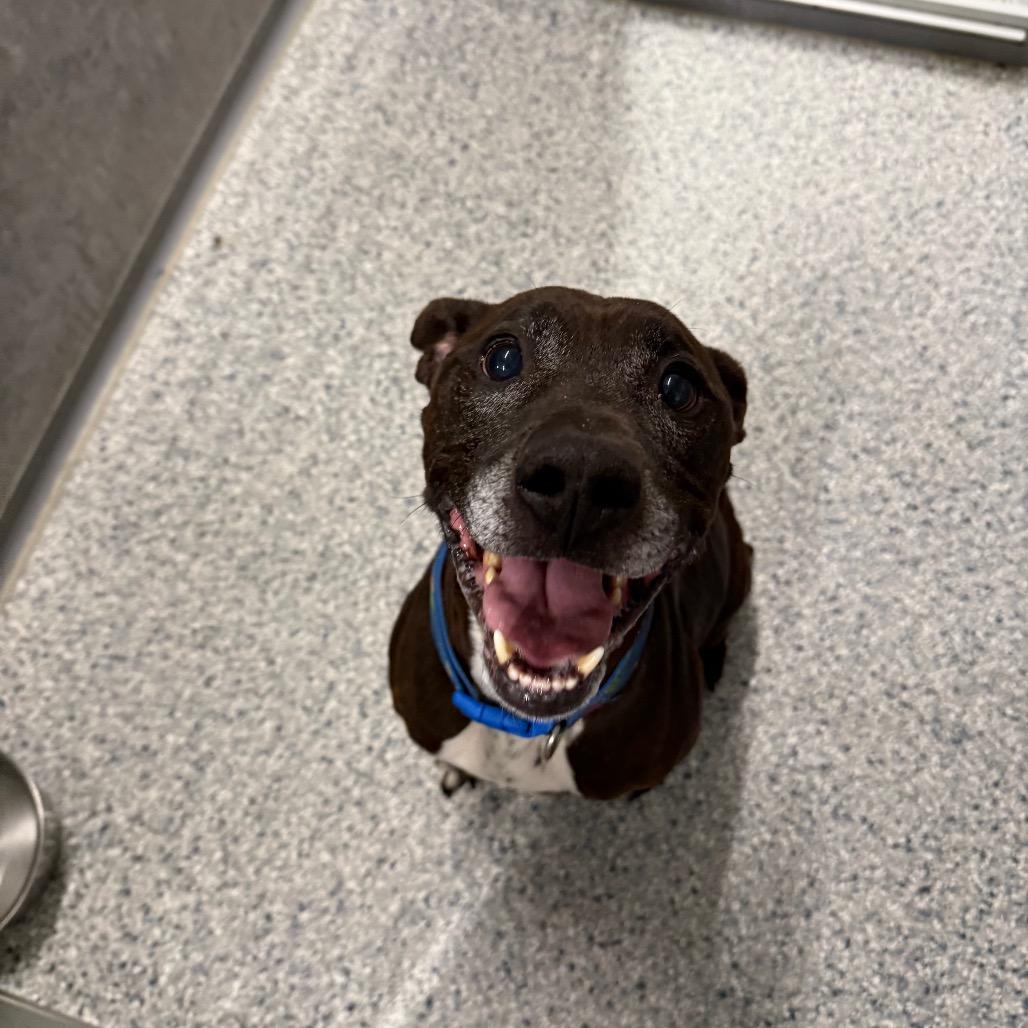 Enlarge Finn, a Adoptable mixed breed in Milford, IA image 3/6