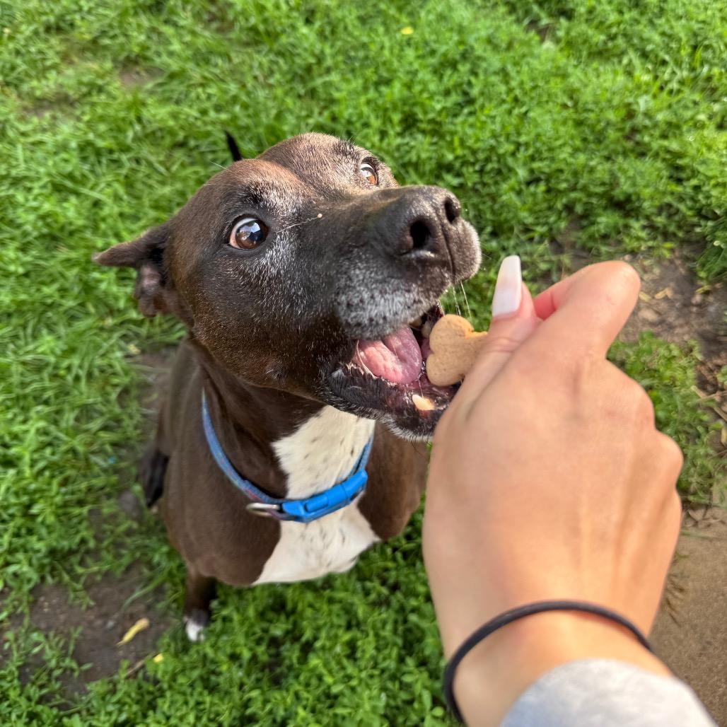 Enlarge Finn, a Adoptable mixed breed in Milford, IA image 5/6