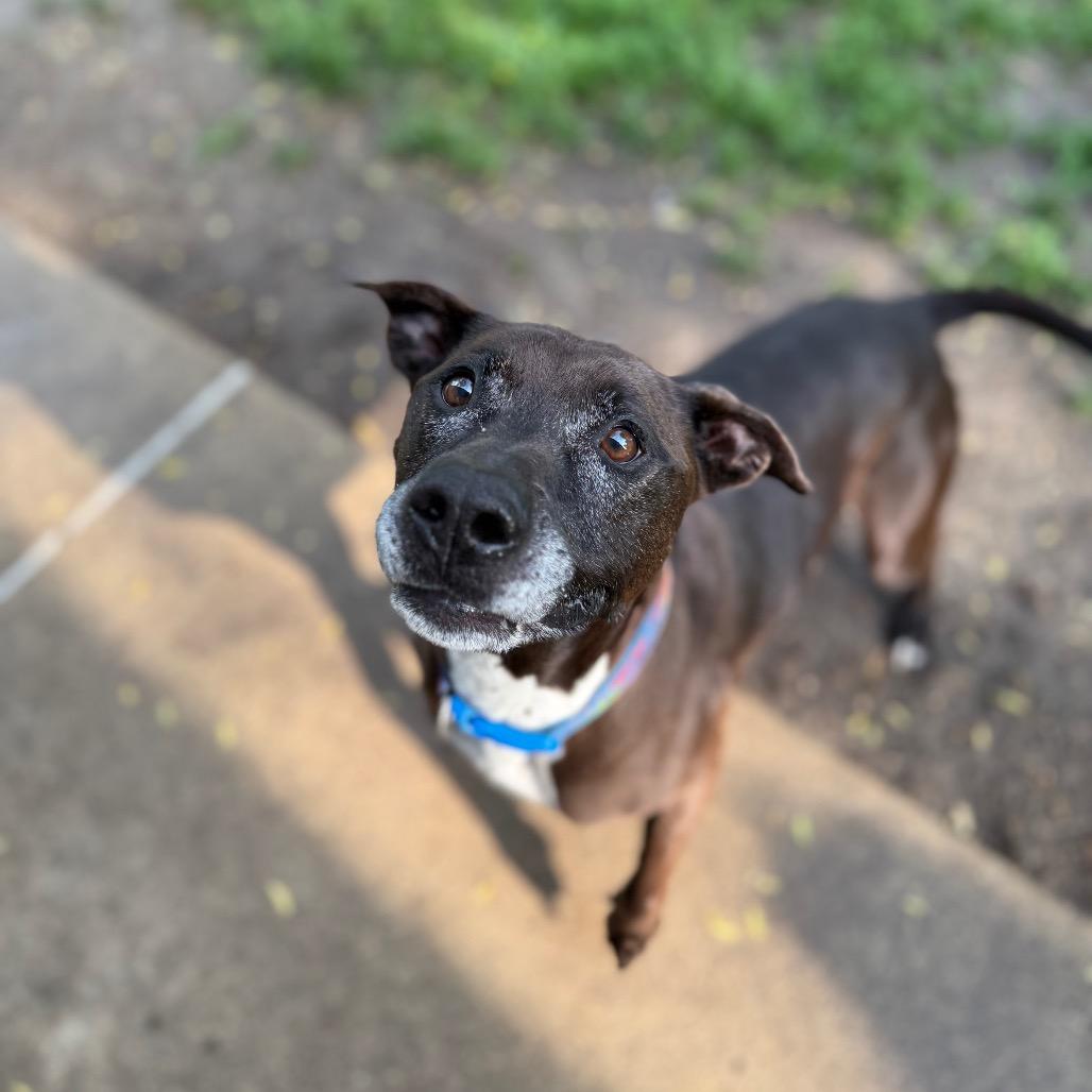 Enlarge Finn, a Adoptable mixed breed in Milford, IA image 6/6