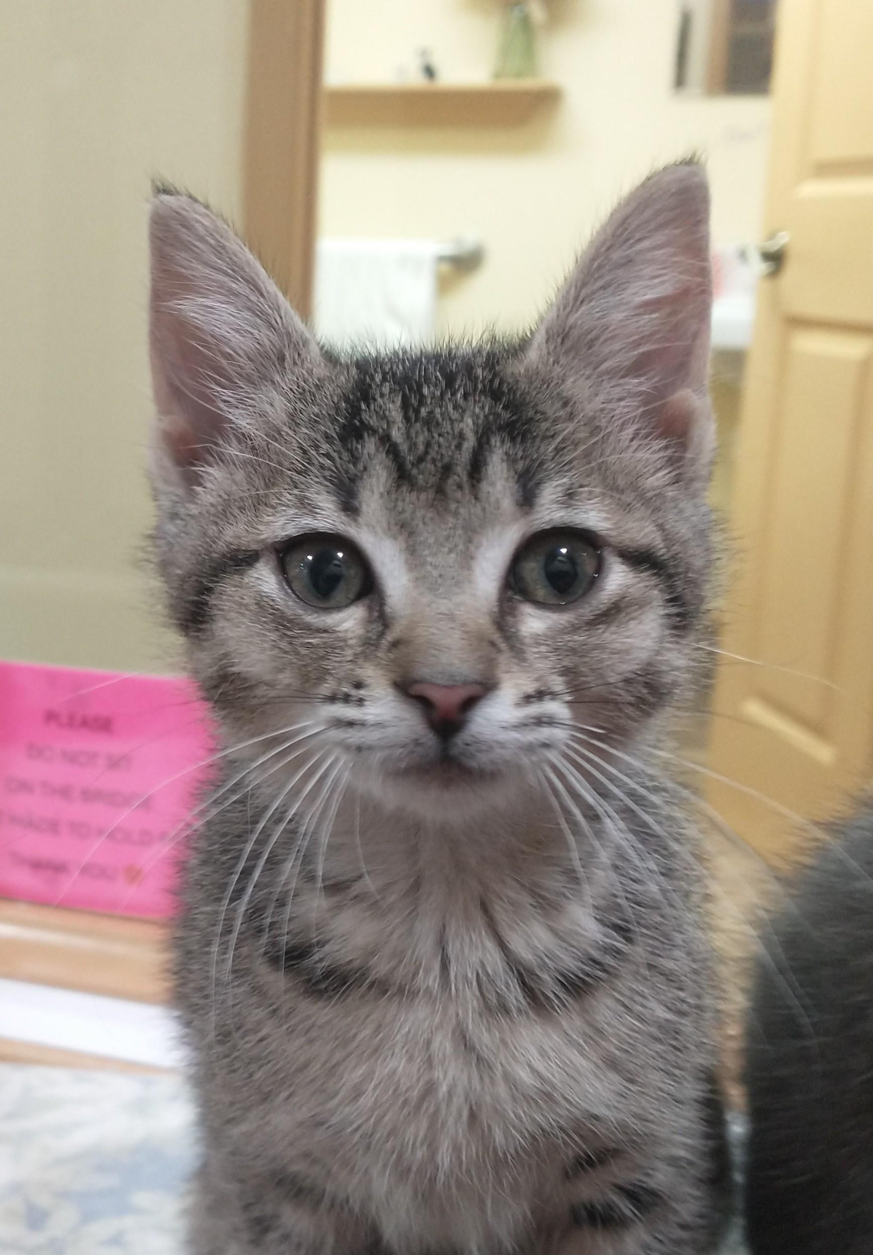 Daytona, a Adoptable Domestic Short Hair in Tomah, WI image 1/2