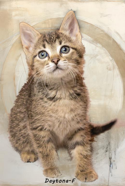 Daytona, a Adoptable Domestic Short Hair in Tomah, WI image 2/2