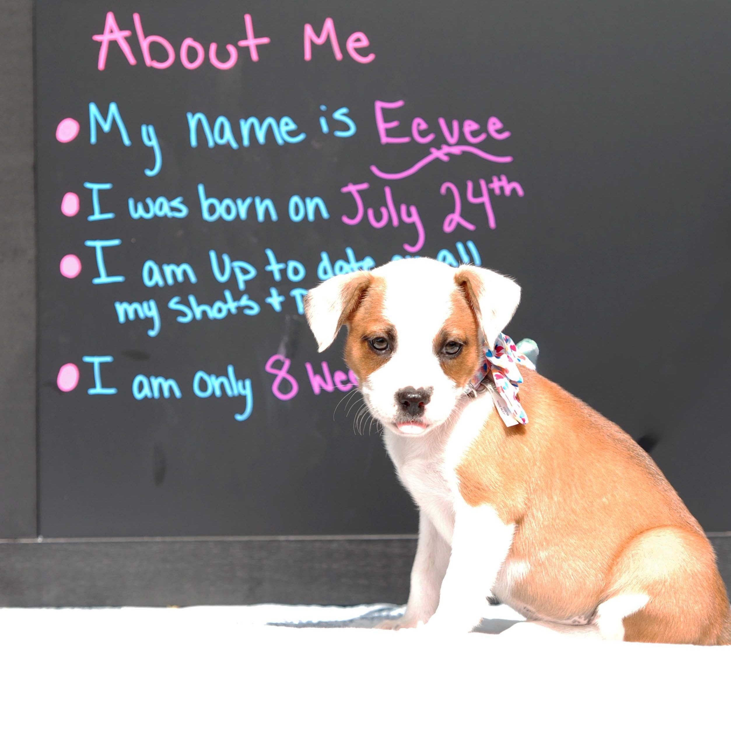 Enlarge Eevee, a Adopted mixed breed in Madisonville, TX image 3/4