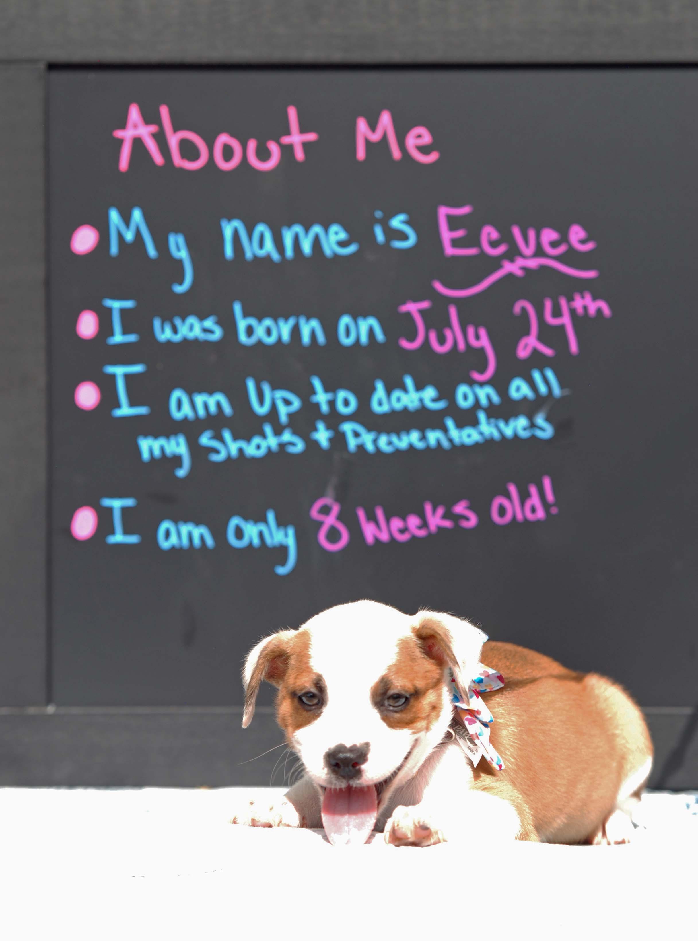 Enlarge Eevee, a Adopted mixed breed in Madisonville, TX image 4/4