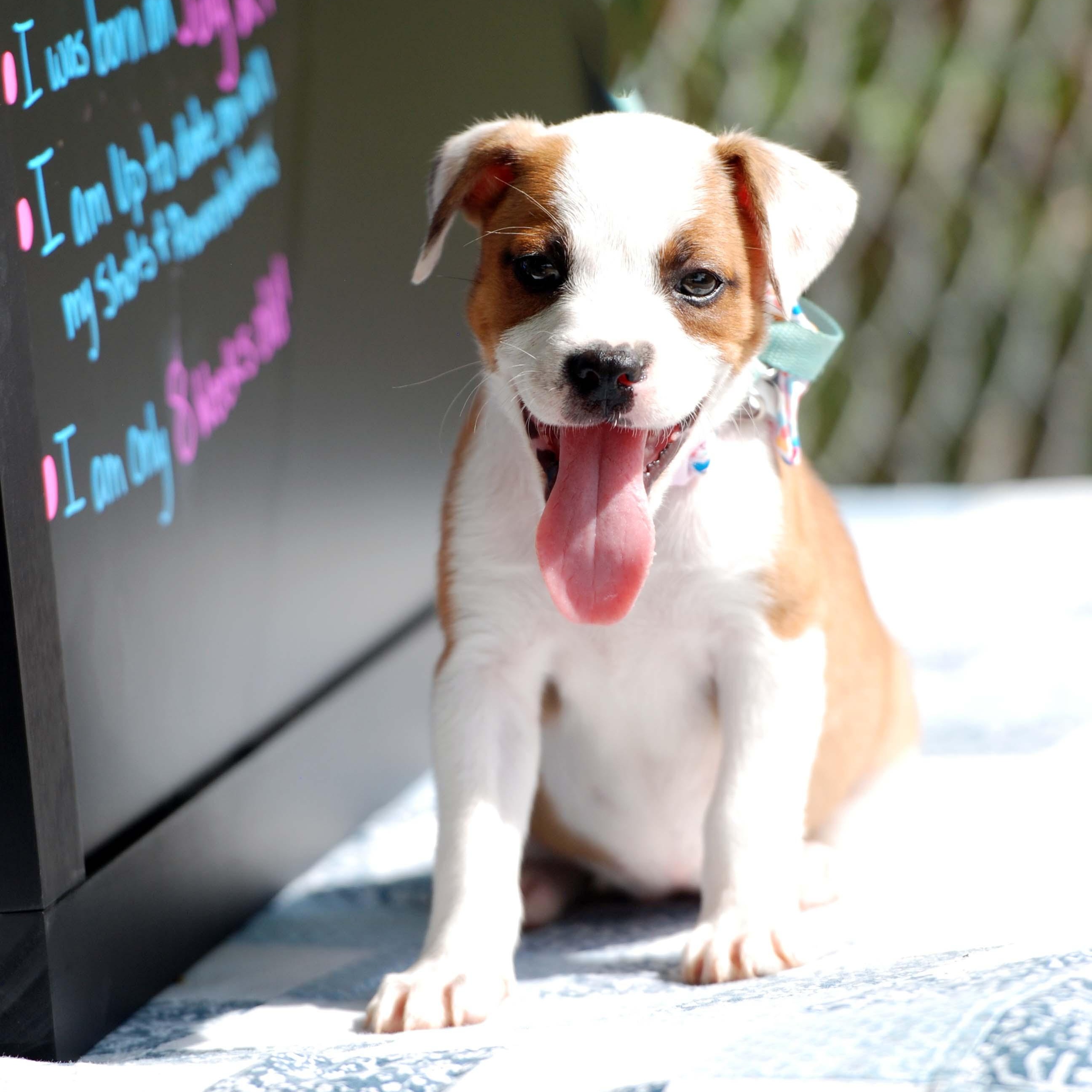 Enlarge Eevee, a Adopted mixed breed in Madisonville, TX image 1/4