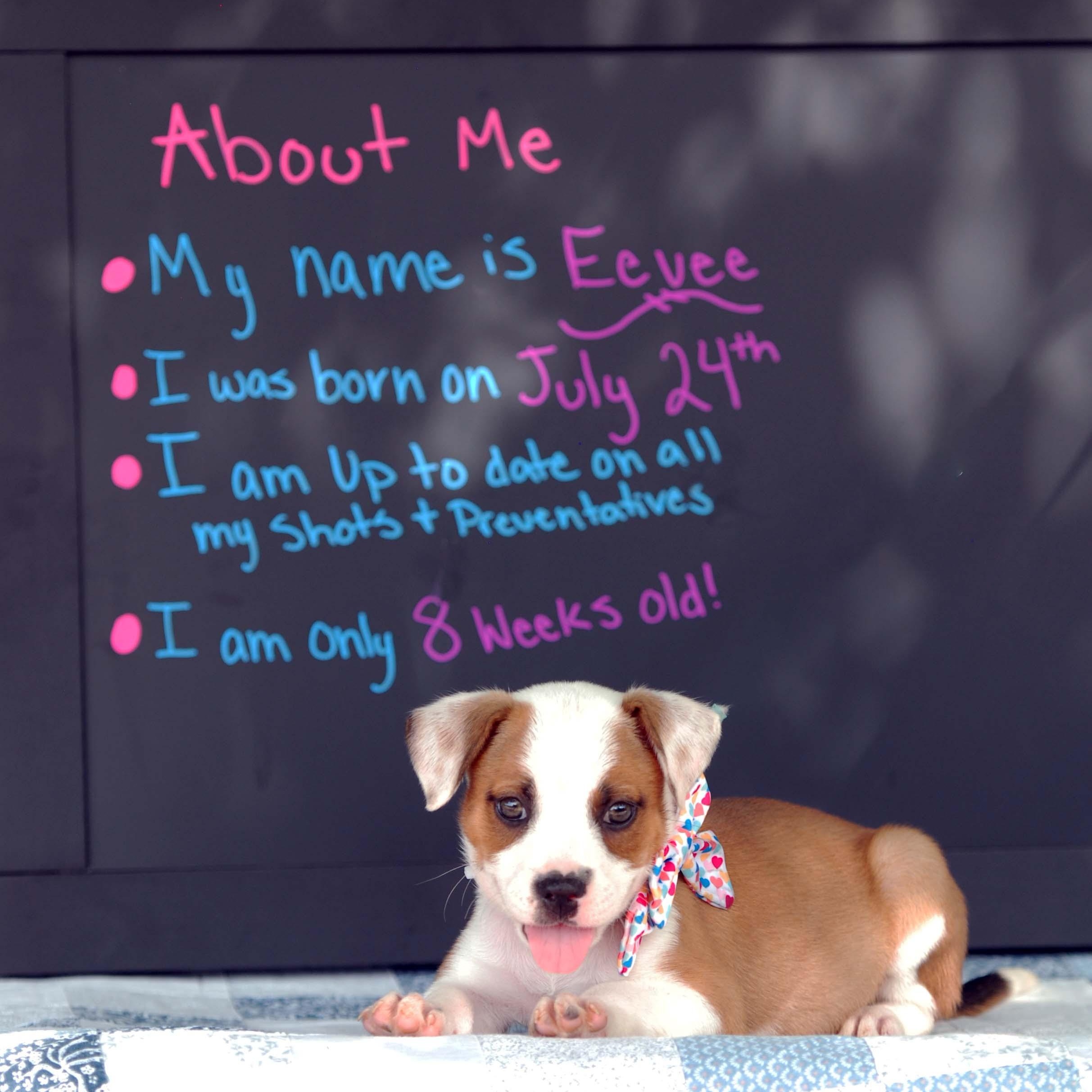 Enlarge Eevee, a Adopted mixed breed in Madisonville, TX image 2/4