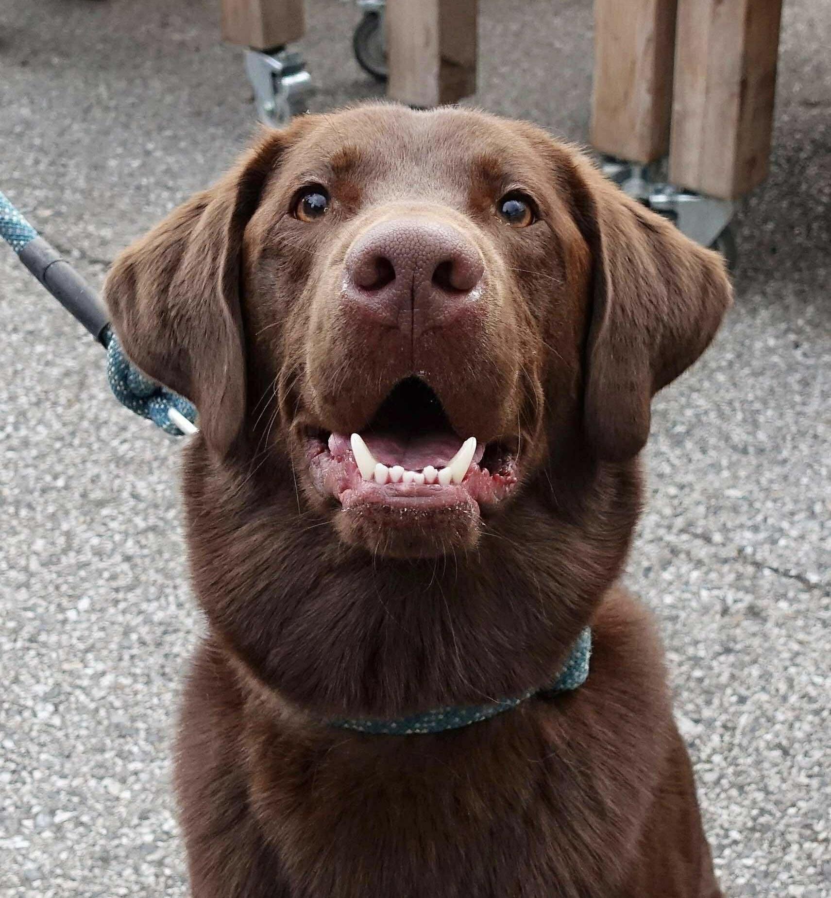 Enlarge Remy, an adopted Chocolate Labrador Retriever in Queenstown, MD image 1/1