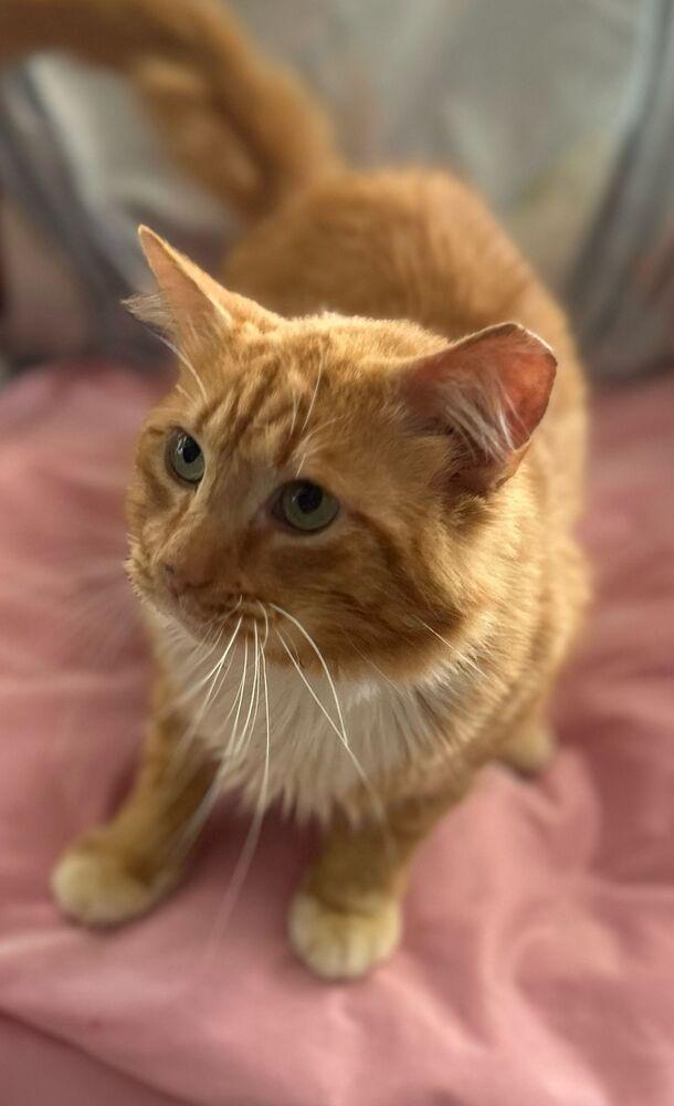 Mac, Adoptable, Adult Male Domestic Long Hair.