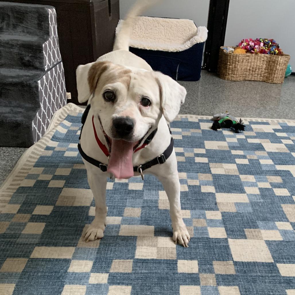 Josie, a Adoptable mixed breed in Falls Church, VA image 1/6