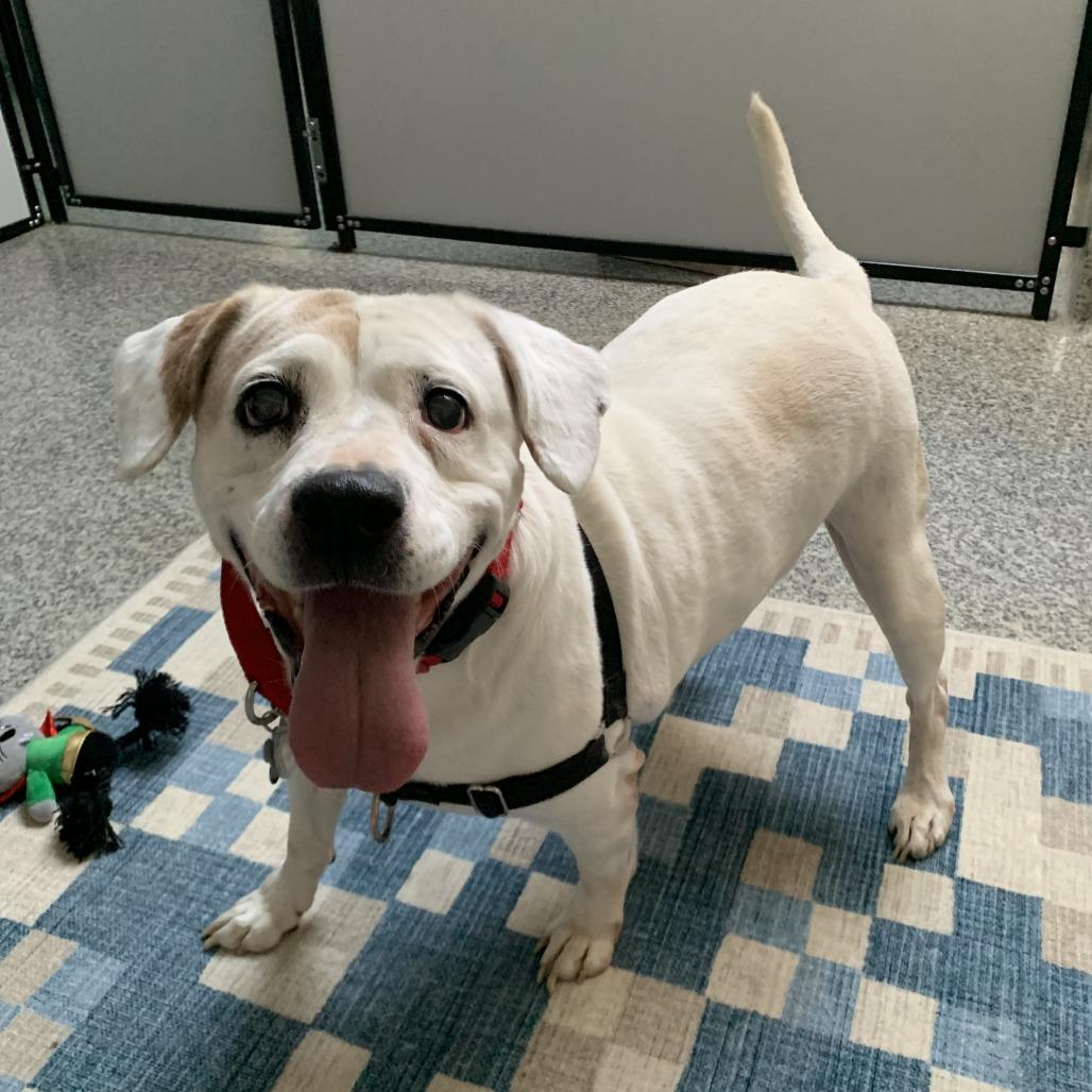 Josie, a Adoptable mixed breed in Falls Church, VA image 2/6