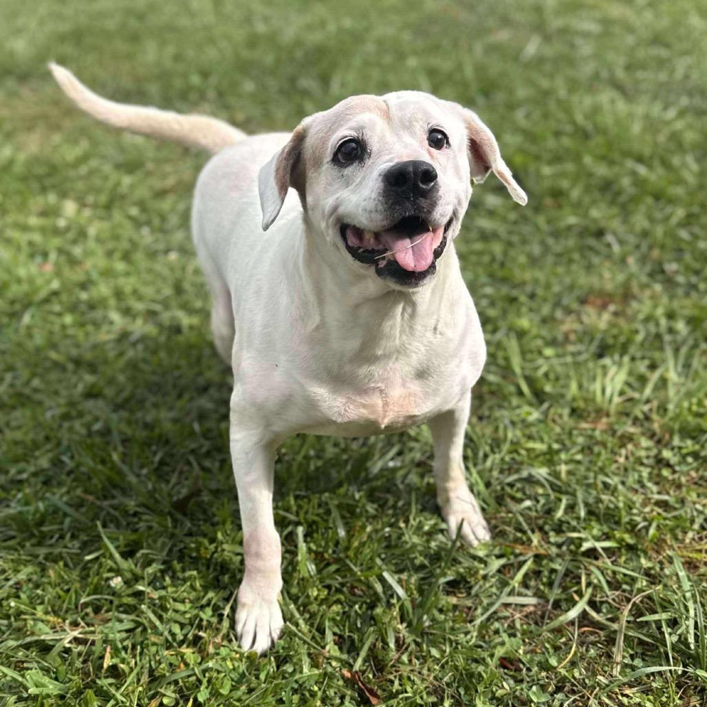 Josie, a Adoptable mixed breed in Falls Church, VA image 3/6