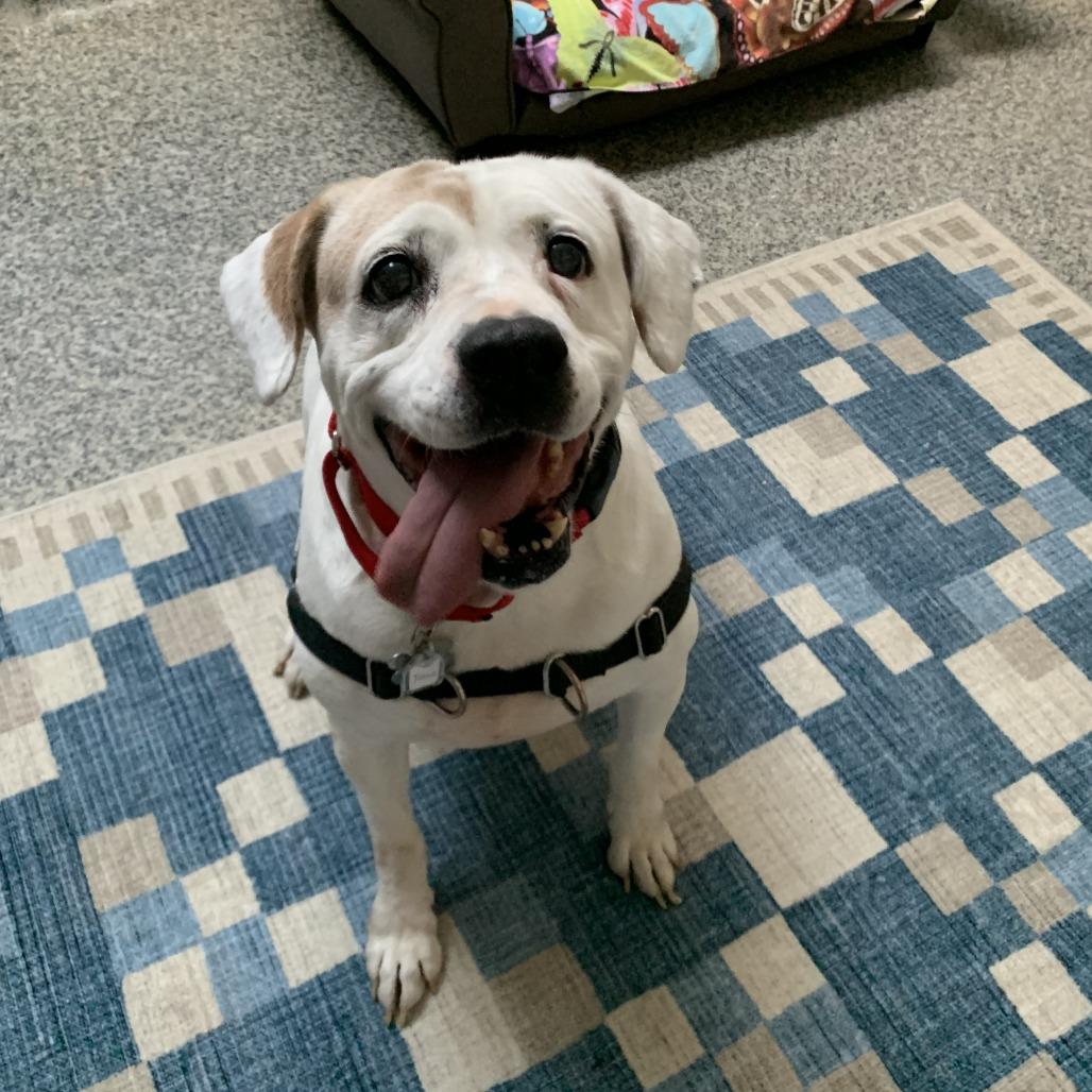 Josie, a Adoptable mixed breed in Falls Church, VA image 4/6