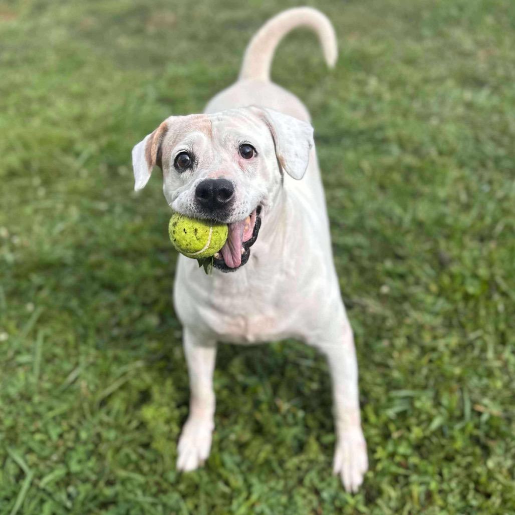 Josie, a Adoptable mixed breed in Falls Church, VA image 5/6