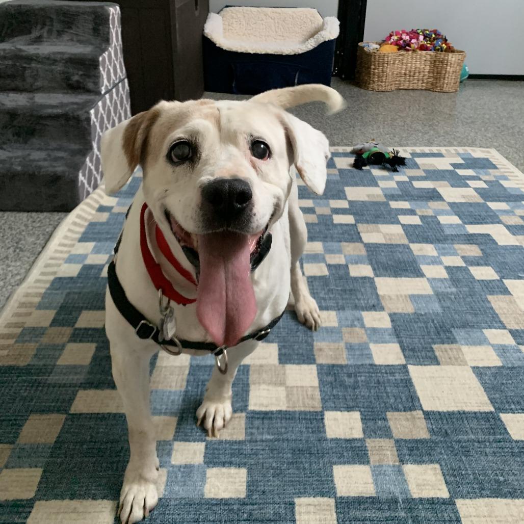 Josie, a Adoptable mixed breed in Falls Church, VA image 6/6