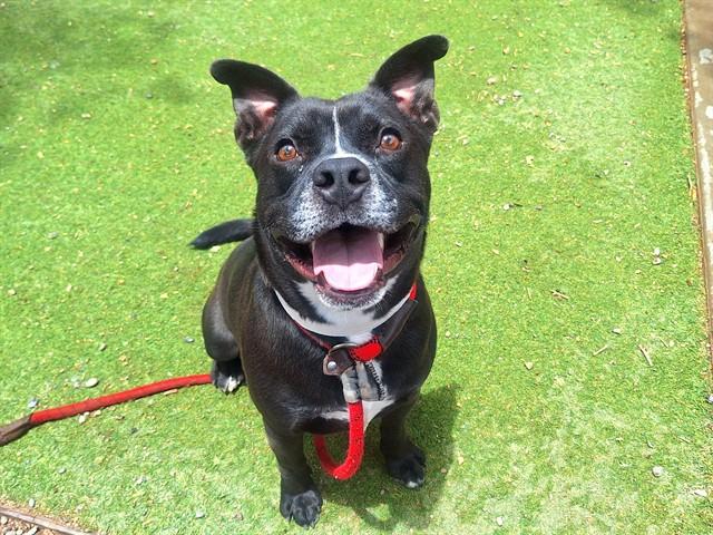 Enlarge LUCAS, a Adoptable Staffordshire Bull Terrier in Phoenix, AZ image 1/1