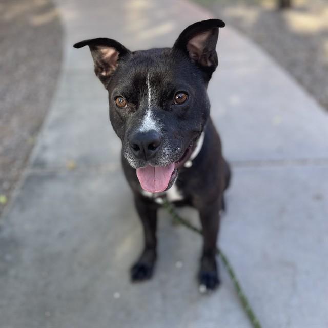 LUCAS, Adoptable, Adult Male Staffordshire Bull Terrier.