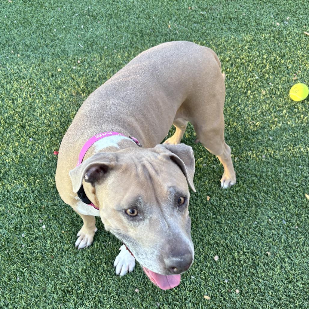 Stevie Licks, Adoptable, Adult Female Pit Bull Terrier.