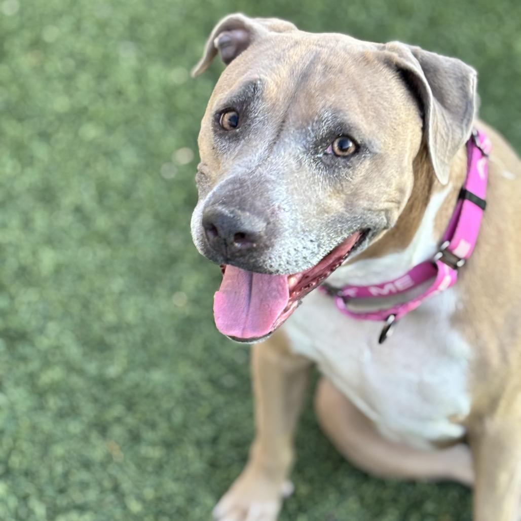 Enlarge Stevie Licks, a Adoptable Pit Bull Terrier in Henderson, NV image 3/6