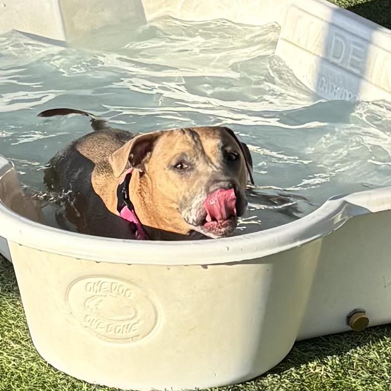 Enlarge Stevie Licks, a Adoptable Pit Bull Terrier in Henderson, NV image 5/6