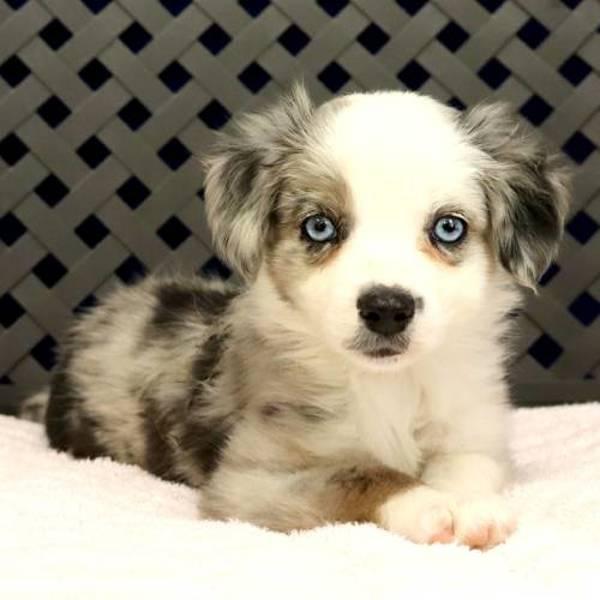 Tip, Adoptable, Puppy Female Australian Shepherd.