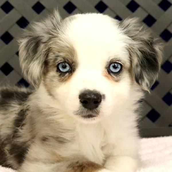 Enlarge Tip, a Adoptable mixed breed in Midland, TX image 2/2