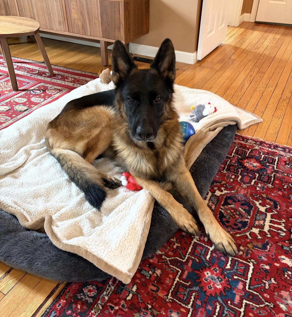 Dexter, Adoptable, Young Male German Shepherd Dog.