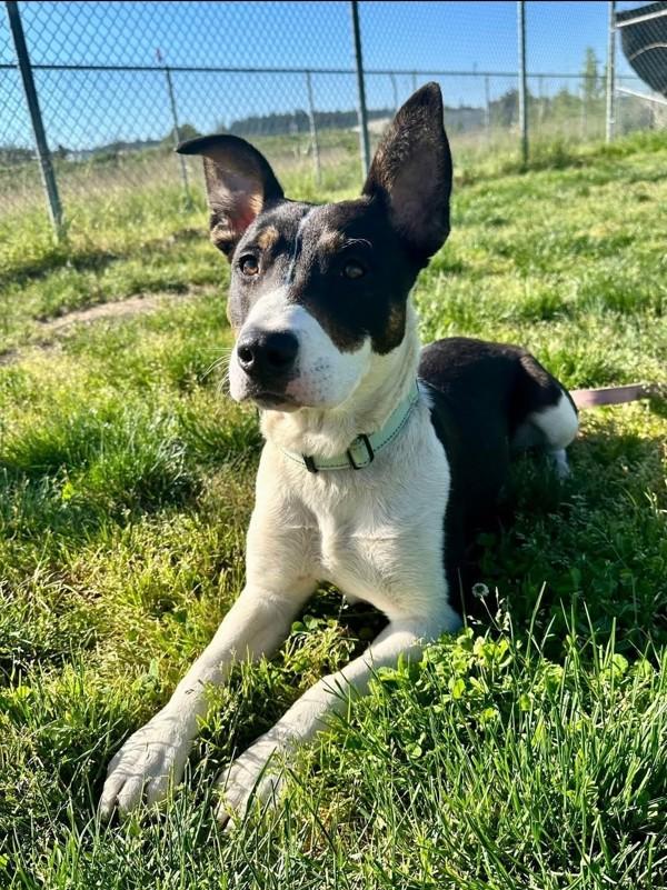 Enlarge Cheerio, a Adoptable mixed breed in Salem, OR image 1/1