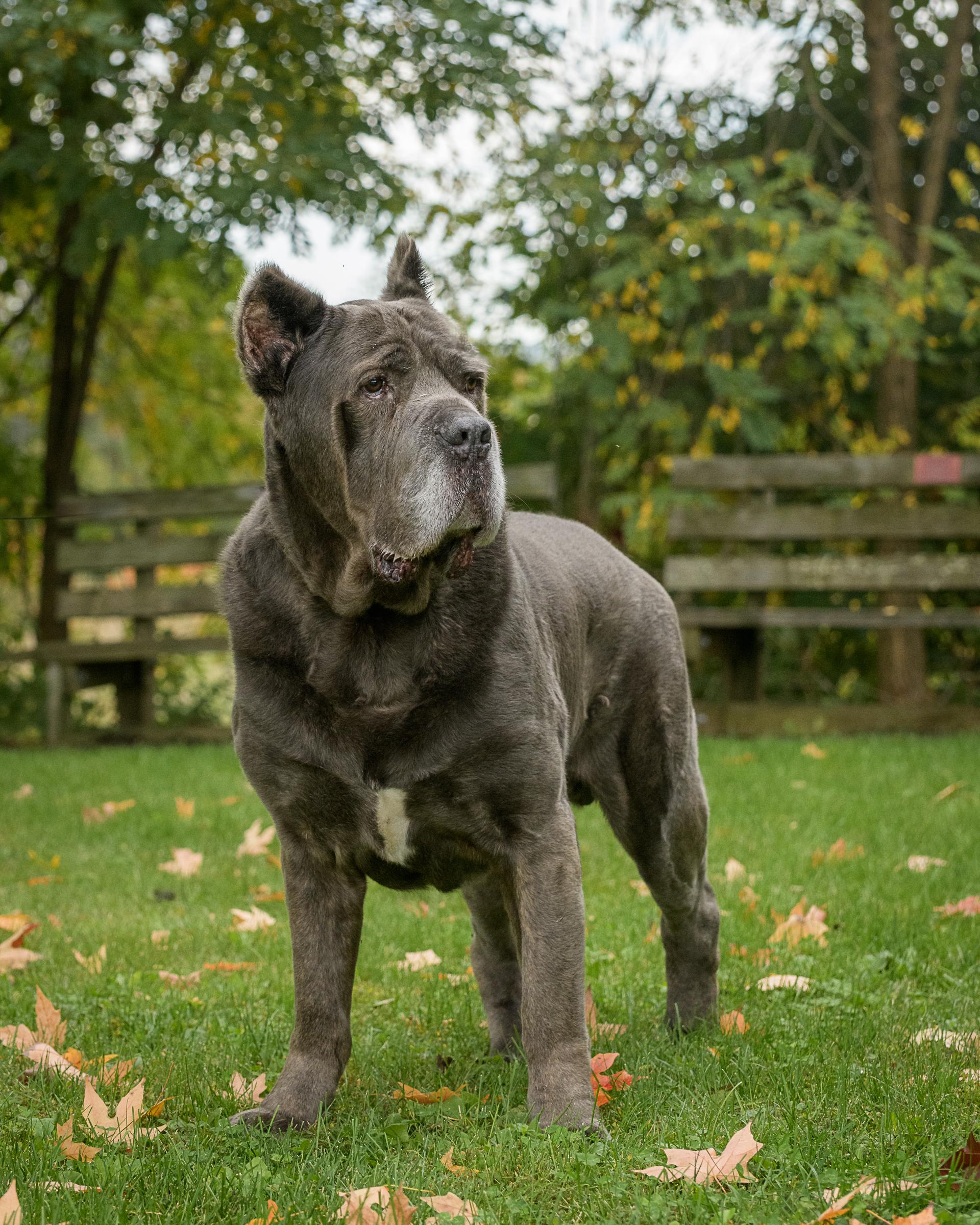 Enlarge Gary, a Adoptable Cane Corso in Quakertown, PA image 3/6