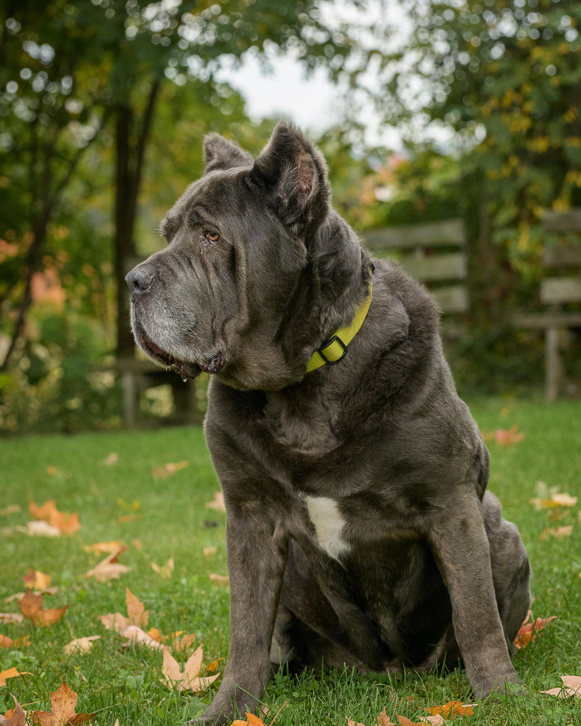 Enlarge Gary, a Adoptable Cane Corso in Quakertown, PA image 4/6