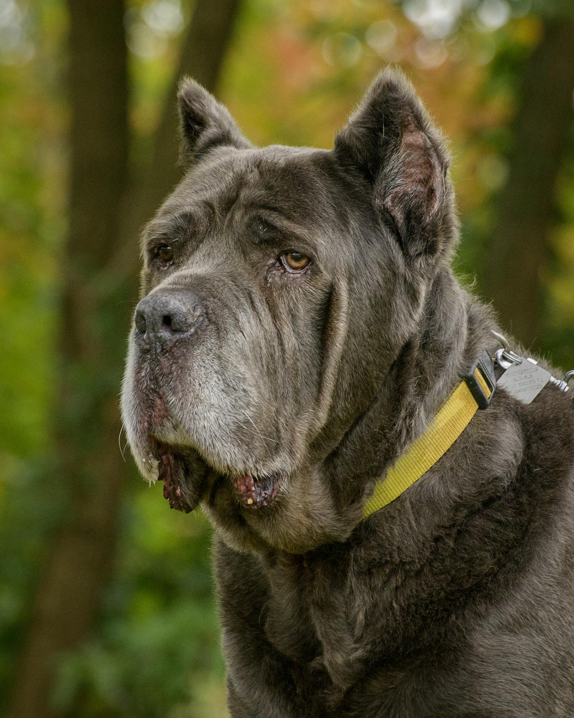 Gary, Adoptable, Senior Male Cane Corso.