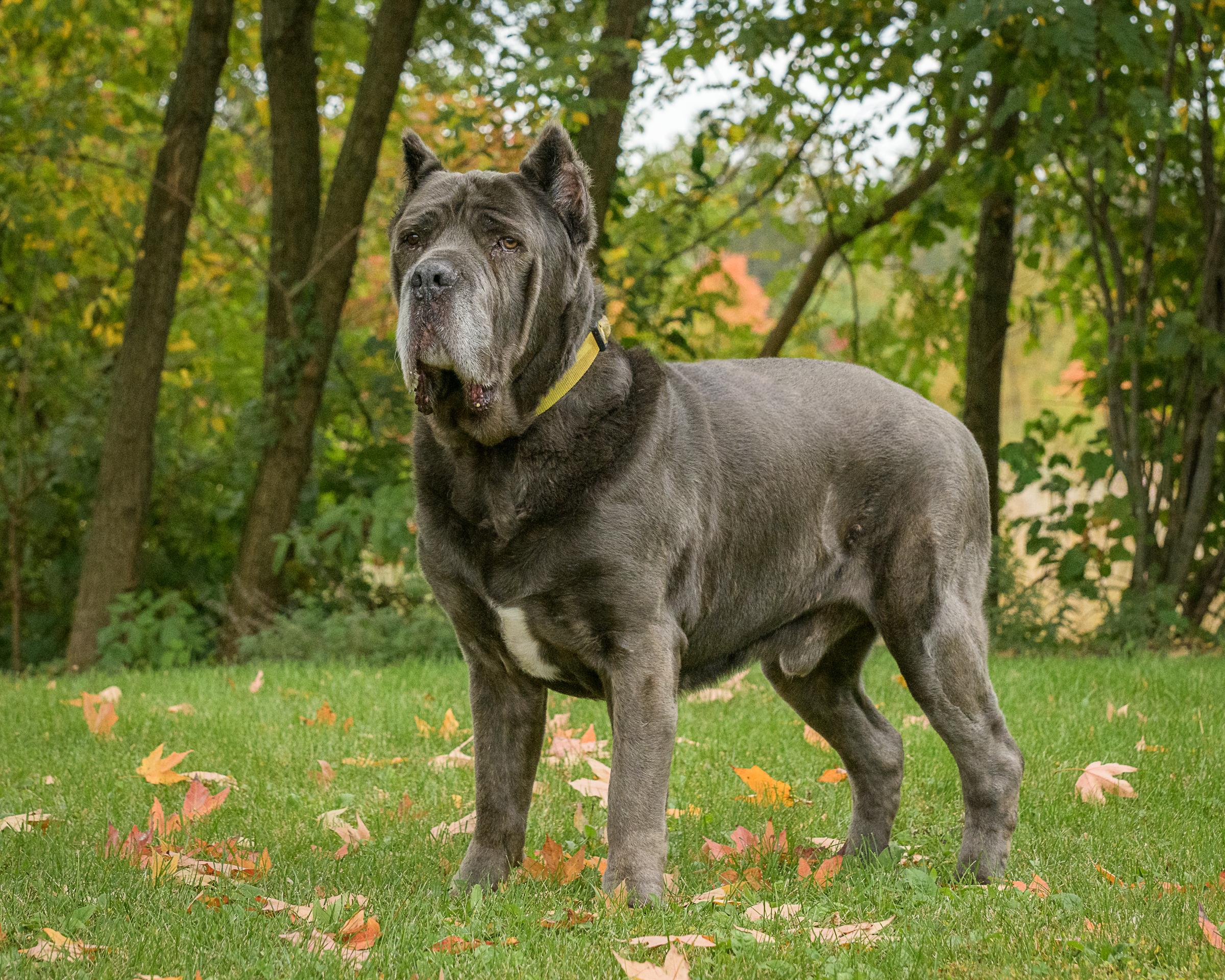 Enlarge Gary, a Adoptable Cane Corso in Quakertown, PA image 2/6