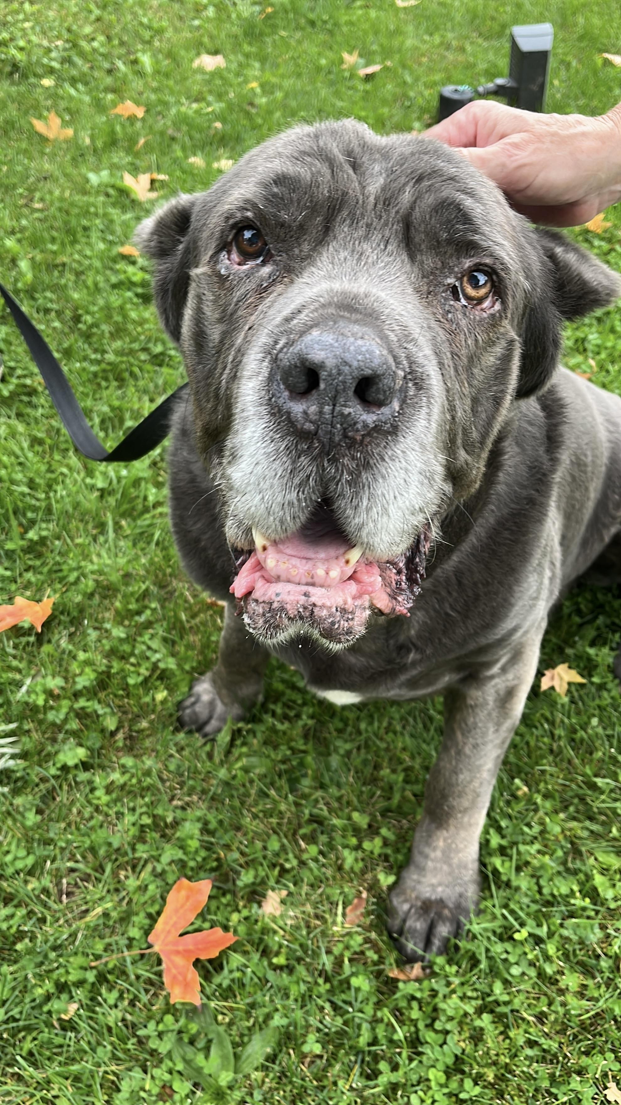Enlarge Gary, a Adoptable Cane Corso in Quakertown, PA image 5/6