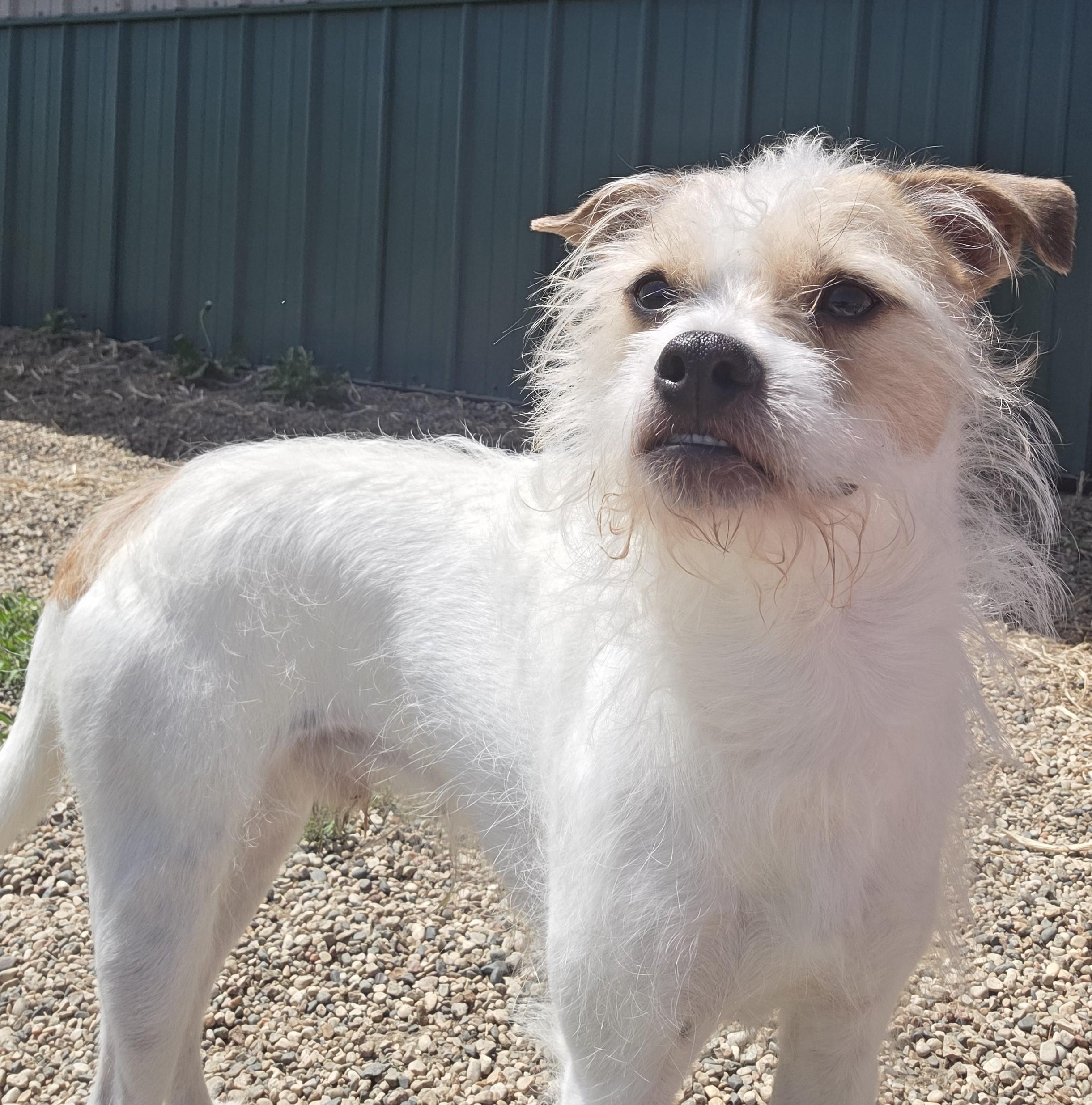 Hamlin, a ADOPTABLE mixed breed in Brookings, SD image 1/2