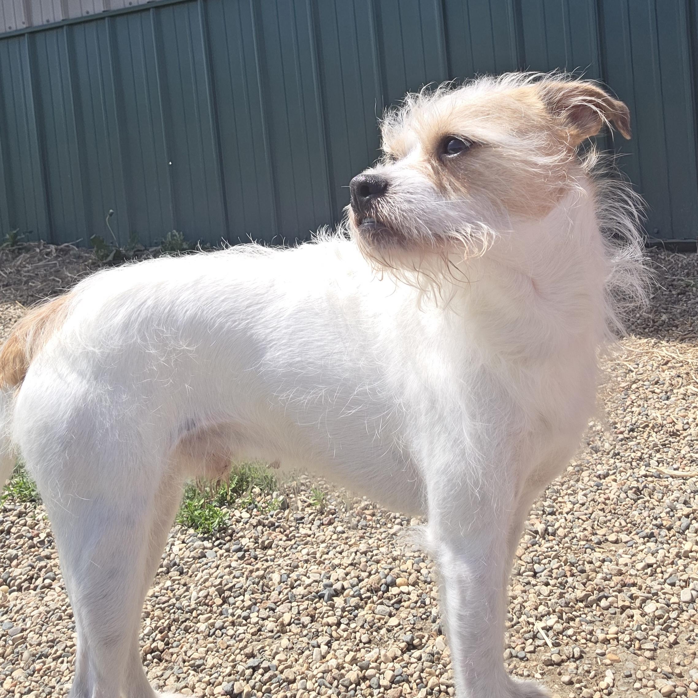 Hamlin, a ADOPTABLE mixed breed in Brookings, SD image 2/2