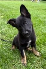 Turbo, an adoptable mixed breed in Palatine, IL image 1/4