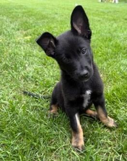 Turbo, an adoptable mixed breed in Palatine, IL image 2/4