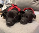 Turbo, an adoptable mixed breed in Palatine, IL image 3/4